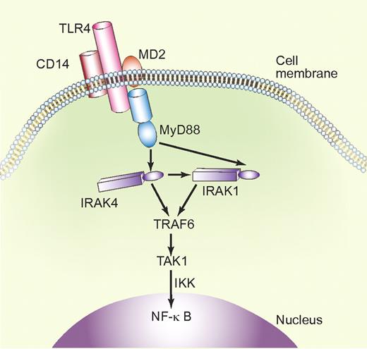 Simplified schematic representation of the TLR4 signaling pathway. Upon interaction with LPS via CD14 and MD2 (myeloid differentiation protein-2), TLR4 recruits the adaptor protein MyD88 and activates IRAK1 and IRAK4 via MyD88-controlled pathways. In combination with TRAF6 (TNFα receptor–associated factor-6), IRAKs activate TAK1 (TGFβ–activated kinase 1). This leads, via phosphorylation of IKKs (IκB kinases), to NF-κB activation and transcription of inflammatory cytokines. Professional illustration by Paulette Dennis.