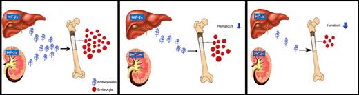 Erythropoietin (Epo) regulates red cell production in response to tissue oxygenation. Hypoxia, the main physiological stimulus of enhanced Epo gene transcription, can induce several 100-fold increases in circulating serum Epo levels mediated by hypoxia-inducible factor (Hif). Kapitsinou and colleagues ablated Hif-2α in the kidney and partially in the liver. They found that hypoxic induction of Epo is completely Hif-2–dependent and that in the absence of renal Hif-2, hepatic Hif-2 takes over as the main regulator of the serum Epo response to hypoxia. Their report corroborates recent genetic studies in mice and investigations of patients with familial erythrocytosis which have provided strong evidence that HIF-2α, not HIF-1α, is the prevalent regulator of circulating Epo levels. The image provided is a composite of the liver, kidney, and bone and RBC images as follows: liver image,11 kidney image,12 and bone and RBC image.13