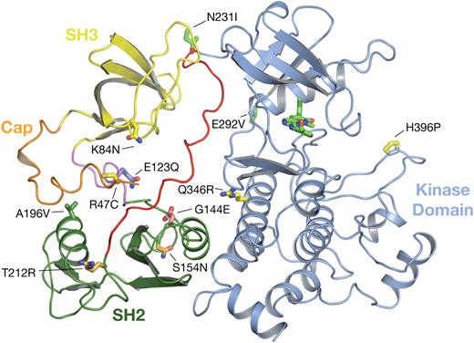 Figure 2. Locations of patient regulatory domain mutations in the autoinhibited conformations of ABL. The crystal structure of autoinhibited ABL in complex with the kinase inhibitor PD166326 (PDB entry 2FO0)12 displayed with the locations of the mutated residue side chains shown in green stick format. The mutations are dispersed across the SH2 (green), SH3 (yellow), and linker domains (red, magenta). Stick format atoms are color-coded for nitrogen (dark blue), oxygen (red), and sulfur (orange). The figure was created using PyMol.22