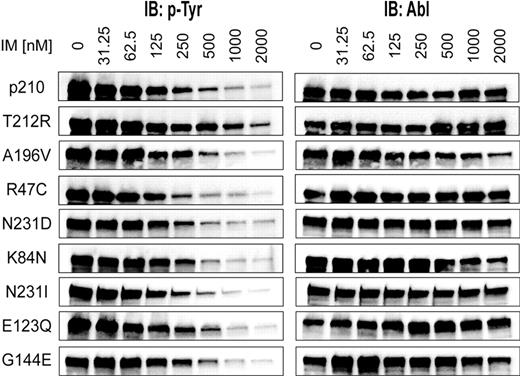 Figure 3. Imatinib sensitivity of regulatory domain mutations in BCR-ABL. SH3-SH2 mutations were introduced into BCR-ABL and stably expressed in Ba/F3 cells. These cell lines were exposed to graded concentrations of imatinib for 4 hours and lysed directly into sodium dodecyl sulfate-polyacrylamide gel electrophoresis loading buffer. Immunoblots were performed for BCR-ABL autophosphorylation, and expression. T212R was the only mutant to display detectable resistance of BCR-ABL autophosphorylation to imatinib.