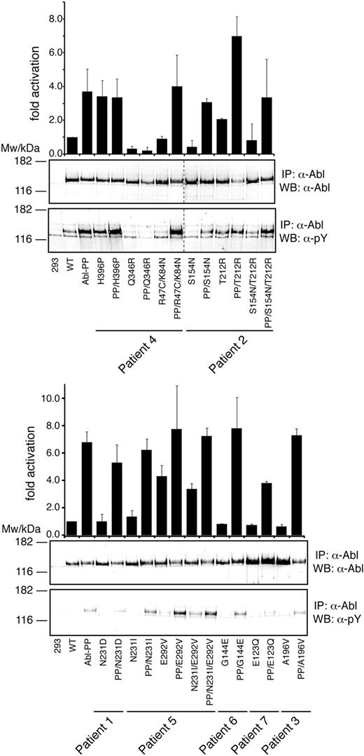 Figure 4. Kinase activation of regulatory domain mutations in ABL. Immunoprecipitated ABL proteins expressing patient SH3-SH2 domain mutations alone or together with the ABL-activating PP (P223E/P230E) mutations were assayed for activity by in vitro kinase assays with an optimal substrate peptide. The graphs show catalytic activity relative to ABL for 4 experiments (from 2 independent transfections) done in duplicate (mean ± SD). Representative immunoblots showing equal Abl protein levels (top panel) and degree of Abl autophosphorylation (bottom panel) are shown below the bar graphs. Note that, in the left panel, 2 lanes with unrelated samples were cropped between lanes 8 and 9 (indicated by dashed line).