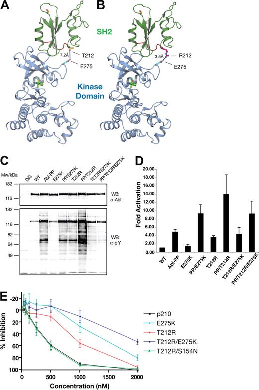 Figure 5. Compensatory mutation analysis in the T212R mutant. (A) The threonine of residue 212 (green) is located near the interface between SH2 and the kinase domain's N-terminal lobe in the active conformation of ABL (PDB entry 1OPL, molecule B).24 (B) In the T212R mutant, arginine is in position to form an electrostatic interaction with E275 in the kinase domain (gray). The kinase domain is shown in gray with bound inhibitor in yellow. Stick format atoms are color-coded for nitrogen (dark blue), oxygen (red), and sulfur (orange). The figure was created using PyMol.22 (C) Single-, double-, and triple-mutant ABL expression constructs with T212R, ABL PP (P223E/P230E), and mutations at the E275 position were transiently transfected in HEK293 cells, lysed 40 hours later, and total protein extracts analyzed by anti-ABL and antiphosphotyrosine immunoblotting. (D) These ABL mutant proteins were next immunoprecipitated and assayed for activity by in vitro kinase assays with an optimal substrate peptide. The graphs show catalytic activity relative to ABL for 2 experiments done in duplicate (mean ± SD). (E) The E275K and S154N mutants were tested in native and T212R BCR-ABL by Ba/F3 cell proliferation assays, as before. E275K displayed substantial imatinib resistance alone, and this effect was additive to that of T212R in the double mutants. T212R/E275A had the same sensitivity to that of the T212R single mutant. In the T212R/S154N double mutant, the sensitivity of imatinib was reverted back to that of WT BCR-ABL.