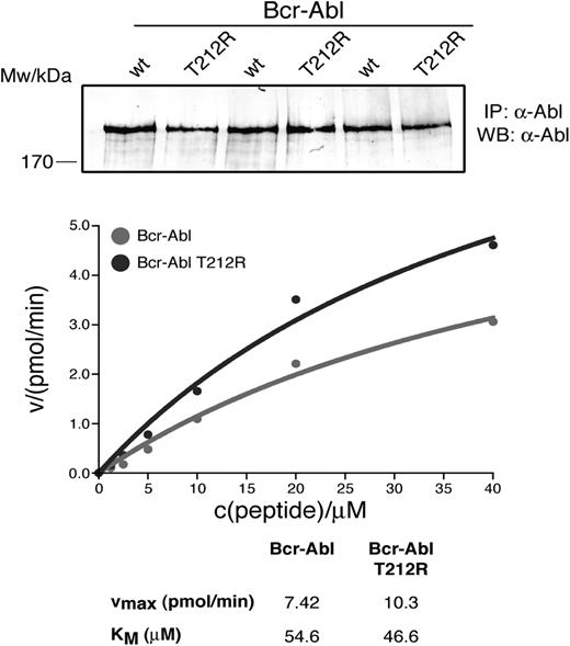 Figure 6. Kinase activity of full-length T212R BCR-ABL. Native BCR-ABL and T212R mutant BCR-ABL were overexpressed in HEK293 cells and immunoprecipitated in triplicate. Kinase assays were performed in triplicate at the indicated substrate concentrations, and the enzyme velocity was plotted as a function of peptide concentration. BCR-ABL levels were quantified from anti-ABL immunoblots of immunoprecipitated native and T212R mutant BCR-ABL and used to normalize levels of protein used in the kinase assay.
