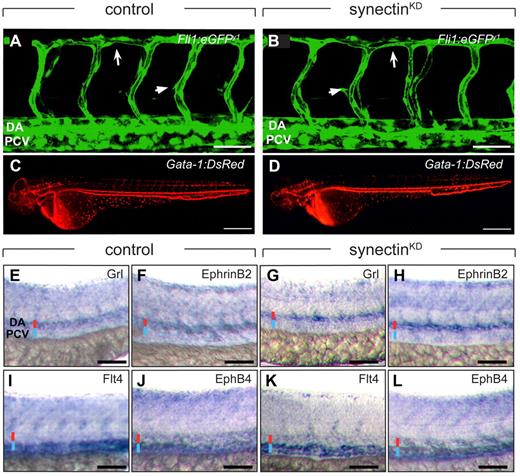 Figure 2. Normal blood vessel development in synectinKD embryos. In all panels, head faces left and dorsal is up. Scale bars represent 50 μm in panels A-B and E-L, and 150 μm in panels C-D. DA indicates dorsal aorta; DLAV, dorsal longitudinal anastomosing vessel; and PCV, posterior cardinal vein. (A-B) Confocal side views of the trunk of 48-hpf control (A) and synectinKD (B) Fli1:eGFPy1 zebrafish embryos, showing normal vascular morphogenesis in the morphant embryo. Large arrow indicates the DLAV while the small arrow indicates an intersegmental vessel. (C-D) Macroscopic side views of 48-hpf control (C) and synectinKD (D) Gata-1:DsRed embryos expressing DsRed specifically in erythrocytes. SynectinKD embryos show a normal distribution of erythrocytes throughout the body, indicating a fully functional circulation. (E-L) Bright-field side views of the trunk of 28-hpf control (E-F,I-J) and synectinKD (G-H,K-L) embryos stained by whole-mount in situ hybridization for a panel of arterial (Grl, E,G; EphrinB2a, F,H) and venous markers (Flt4, I,K; EphB4, J,L). No difference in expression of any of these markers could be observed in the synectinKD embryos, indicating that arterio-venous differentiation had occurred normally in these embryos. Red and blue lines denote DA and PCV, respectively.