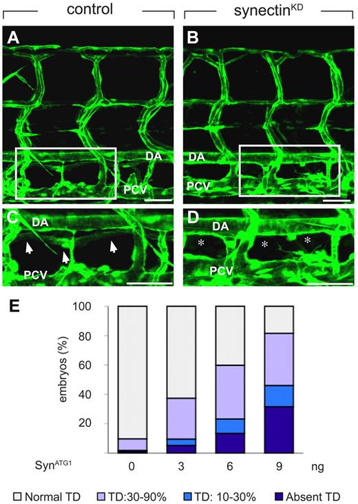 Figure 3. Knockdown of synectin disrupts thoracic duct formation in zebrafish. In all panels, the head of the embryo faces left and dorsal is up. Scale bars represent 100 μm in panels A-B and 50 μm in panels C-D. DA indicates dorsal aorta; and PCV, posterior cardinal vein. (A-D) Confocal images of GFP+ vessels in the trunk of 7-dpf Fli1:eGFPy1 zebrafish embryos, showing the formation of a normal lymphatic thoracic duct (TD) in the control embryo (A,C) but not in the synectinKD embryo (B,D). Panels C and D represent close-ups of the boxed areas in panels A and B, between the dorsal aorta (DA) and posterior cardinal vein (PCV). In these latter panels, arrows highlight the TD, while asterisks denote absence of TD. (E) Quantification of the TD formation defects after injection of SynATG1 at 7 dpf. Percentages of embryos displaying complete lack of TD, TD formation over 10%-30% or 30%-90% of its normal length, and a normal TD are represented for each treatment group (see also supplemental Table 3). We quantitatively analyzed TD formation by scoring its presence in 10 consecutive somite segments (from somite 5 to somite 15).