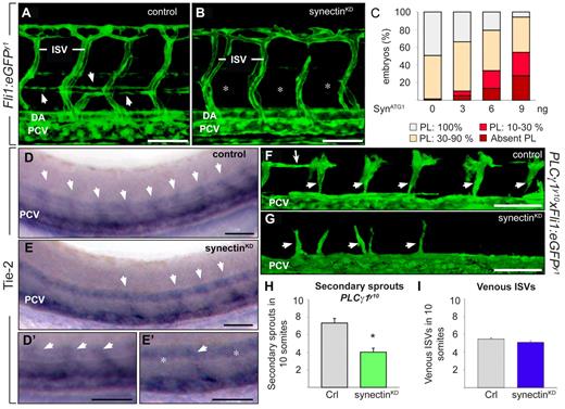 Figure 4. Knockdown of synectin impairs early lymphatic development in zebrafish. In all panels, the head of the embryo faces left and dorsal is up. Scale bars represent 50 μm. DA indicates dorsal aorta; ISV, intersomitic vessel; and PCV, posterior cardinal vein. (A-B) Confocal images of 60-hpf control (A) and synectinKD (B) Fli1:eGFPy1 embryos revealing a reduced formation of the parachordal lymphangioblast (PL) string (arrows in A) upon synectin knockdown. Asterisks in panel B denote absence of PL cells. (C) Quantification of the PL cells in control and synectinKD Fli1:eGFPy1 zebrafish embryos at 60 hpf. The percentages of embryos lacking all PL cells and displaying PL string formation over 10%-30%, 30%-90%, and 100% of its normal length are indicated per treatment group (see also supplemental Table 4). Formation of the PL was scored per somite in 10 consecutive somites between somites 5 and 15. (D-E) Whole-mount in situ hybridization of 48-hpf control (D) and synectinKD (E) embryos for Tie-2, labeling all secondary sprouts (arrows) emerging from the PCV. In synectinKD embryos the number of secondary sprouts was markedly reduced, by approximately 50%. Panels D′ and E′ are magnifications of panel D and E, respectively. In synectinKD embryos somites lacking a secondary sprout are indicated with an asterisk. (F-G) Confocal images of 48-hpf Fli1:eGFPy1xPLCγ1y10 control (F) and synectinKD(G) embryos showing a reduction of secondary sprouts upon synectin knockdown. Small arrows indicate unilateral secondary sprouts; long arrow denotes PL cells. (H) Quantification of the number of unilateral secondary sprouts in a 10-somite region of 48-hpf Fli1:eGFPy1xPLCγ1y10 embryos confirmed a significant reduction of nearly 50% in secondary sprouts budding from the PCV upon synectin knockdown. (I) Quantification of the fraction of venous ISVs, identified by their connection to the PCV upon confocal screening, in a 10-somite region in 4-dpf Fli1:eGFPy1 embryos revealed a normal ratio of venous ISVs upon synectin knockdown. Error bars in panels H-I represent SEM; *P < .05 by univariate analysis.