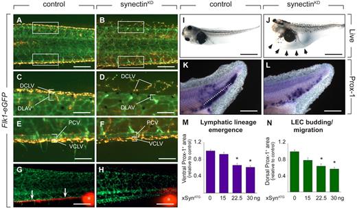 Figure 5. Synectin knockdown impairs lymphatics in tadpoles. In all panels, the head of the tadpoles faces left and dorsal is up. Scale bars represent 100 μm in panels A-B and K-L; 50 μm in panels C-F; 150 μm in panels G-H; and 400 μm in panels I-J. DCLV indicates dorsal caudal lymph vessel; DLAV, dorsal anastomosing longitudinal vessel; PCV, posterior cardinal vein; and VCLV, ventral caudal lymph vessel. (A-F) Fluorescent analysis of blood and lymph vessels in stage 47 transgenic Flk1:eGFP tadpoles. Lymph vessels are labeled with TRITC-dextran that was intracardially injected at stage 45 and taken up by LECs after extravasation from the blood vessels. Hence, GFP+ BECs can be easily distinguished from doubly labeled (yellow) LECs. Areas in the trunk corresponding to the boxed areas in panels A or B are shown in panels C-F. In control tadpoles, both the DCLV (C) and the VCLV (E) developed normally. Injection of 30 ng of synectin morpholino resulted in a hypoplastic, disorganized, and discontinuous DCLV (D), while the VCLV (F) had a grossly normal appearance. (G-H) Lymphangiography of stage 45 Flk1:eGFP tadpoles, revealing dysfunction of the VCLV after synectin knockdown (H) in contrast to normal controls (G). Whereas in control injected embryos, the dye is drained normally in a rostral direction (white arrows in G), no dye uptake was observed in the VCLV in synectinKD tadpoles. White asterisks indicate injection site of the fluorescent dye. (I-J) Bright-field pictures of live embryos at stage 45 (5 dpf), showing lymphedema (arrows) in a synectinKD tadpole (J) compared with a control tadpole (I). (K-L) Whole mount Prox-1 in situ hybridization of stage 35/36 tadpoles, revealing the presence of fewer Prox-1+ LECs in the area ventrally to the dorsal margin of the endoderm (reflecting lymphatic lineage emergence) and in the area dorsally to this margin (reflecting LEC budding/migration) in the posterior trunk of synectinKD-morphant tadpoles (L) compared control (K) tadpoles. Dotted line: dorsal margin of the endoderm. (M-N) Morphometric measurement revealed a dose-dependent decrease of the Prox-1+ area both ventrally (M) and dorsally (N) of the dorsal margin of the endoderm in the trunk of Prox-1–stained synectinKD compared with control tadpoles at stage 35/36, indicating that lymphatic lineage development and migration is affected upon synectin knockdown. Values expressed relative to control. *P < .001 by multivariate analysis.