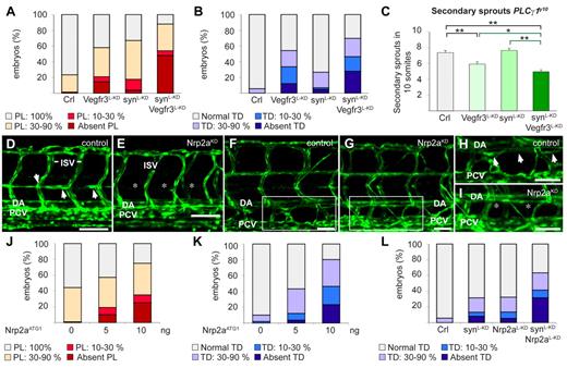 Figure 6. Synectin modulates Vegfr3 signaling in lymphatic development in vivo. In all panels, the head of the embryo faces left and dorsal is up. Scale bars represent 50 μm in panels D-E and 100 μm in panels F-I. DA indicates dorsal aorta; ISV, intersomitic vessel; and PCV, posterior cardinal vein. (A) Quantification of parachordal lymphangioblast (PL) cell defects after injection of SynATG1 (2.5 ng; synL-KD; N = 79), Vegfr3ATG1 (1.25 ng; Vegfr3L-KD; N = 62) or both (N = 50) at 60 hpf. Percentages of embryos displaying complete lack of PL cells, PL string over 10%-30% or 30%-90% of its normal length and a normal PL string are shown for each group. Compared with single knockdown groups, the PL formation was more severely impaired in double morphants (P < .001). (B) Quantification of TD defects after injection of SynATG1 (2.5 ng; synL-KD; N = 101), Vegfr3ATG1 (1.25 ng; Vegfr3L-KD; N = 107) or both (N = 86) at 7 dpf. Percentages of embryos displaying complete lack of TD, TD formation over 10%-30% or 30%-90% of its normal length and a normal TD are represented for each treatment group. Compared with single knockdown groups, the TD was more severely impaired in double morphants (P < .001 vs synectinL-KD; P < .05 vs Vegfr3L-KD). (C) Quantification of the number of unilateral secondary sprouts in a 10-somite region of 48-hpf Fli1:eGFPy1xPLCγ1y10 embryos revealed that coknockdown of synectin and Vegfr3 significantly aggravated the secondary sprouting defects compared with single knockdown of either gene when using suboptimal doses of SynATG1 (2.5 ng; synL-KD) and Vegfr3ATG1 (2.5 ng; Vegfr3L-KD); (N = 45, 37, 48, and 63 for control, Vegfr3L-KD, synectinL-KD, and coknockdown, respectively; *P < .05; **P < .01; ***P < .001). (D-E) Confocal images of 60-hpf control (D) and Nrp2aKD (E) Fli1:eGFPy1 embryos revealing impaired formation of the PL string (arrows) upon Nrp2a knockdown. Asterisks denote absence of PL cells. (F-I) Confocal images of GFP+ vessels in the trunk of 7-dpf Fli1:eGFPy1 zebrafish embryos, showing formation of a normal TD in a control embryo (F,H) but not in a Nrp2aKD embryo (G,I). Panels H and I represent close-up magnifications of the boxed areas in panels F and G; arrows denote TD, asterisks denote absence of TD. (J) Quantification of PL cells in control and Nrp2aKD Fli1:eGFPy1 zebrafish embryos at 60 hpf. The percentages of embryos lacking PL cells and displaying PL string over 10%-30%, 30%-90%, and 100% of its normal length are indicated per treatment group. Formation of the PL string was scored per somite in 10 consecutive somites between somite 5 and 15 (N = 106, 152, and 60 for 0, 5, and 10 ng of Nrp2aATG1, respectively). (K) Quantification of TD in control and Nrp2aKD Fli1:eGFPy1 zebrafish embryos at 7 dpf. The percentages of embryos lacking TD and displaying TD formation over 10%-30%, 30%-90%, and 100% of its normal length are indicated per treatment group. Formation of the TD was scored per somite in 10 consecutive somites between somite 5 and 15 (N = 99, 164, and 56 for 0, 5, and 10 ng of Nrp2aATG1, respectively). (L) Quantification of TD formation after injection of Nrp2aATG1 (5 ng; Nrp2aL-KD; N = 74), SynATG1 (2.5 ng; synL-KD; N = 98) or both (N = 41) revealed that coknockdown impaired lymphatic development more severely than single synectinL-KD (P < .001) or Nrp2aL-KD (P < .001).