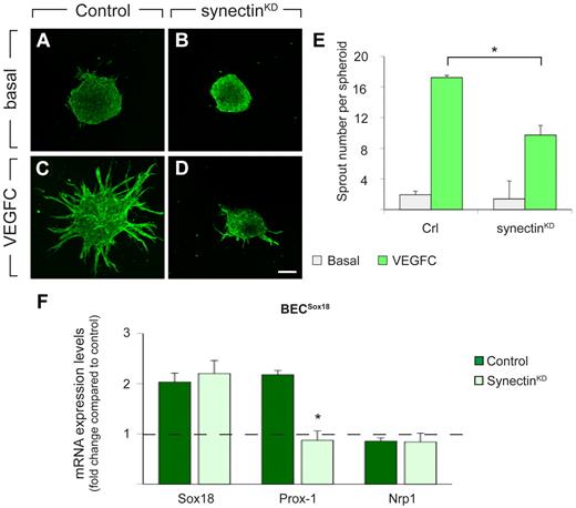 Figure 7. Synectin regulates Vegfc-driven lymphatic sprouting and Sox18-mediated lymphatic reprogramming in vitro. (A-D) CD31 immunostaining of untreated (A-B) or VEGFC-stimulated (C-D; 200 ng/mL) LEC spheroids in fibrin gels, revealing reduced VEGFC sprouting response by LECs transfected with synectin-specific (B,D; synectinKD) compared with control siRNA (A,C). Scale bar represents 100 μm. (E) Quantification of the sprout number per LEC spheroid, revealing that synectin knockdown impaired lymphatic sprouting in response to VEGFC (N = 17 for control; N = 26 for synectinKD), while baseline sprouting of control (N = 17) and synectinKD LECs (N = 35) was comparable. *P < .001 by univariate analysis. (F) RT-PCR of control and synectinKD H5V blood vascular endothelial cells (BECs), transfected with Sox18-virus (BECsSox18) or GFP-virus (BECsGFP), revealing that knockdown of synectin impaired up-regulation of Prox-1 in BECsSox18 without affecting Nrp1 expression. Results are represented as fold change vs control BECsGFP. Dashed line indicates baseline expression levels in BECsGFP. N = 3; *P < .01 by Student t test. Error bars represent SEM.