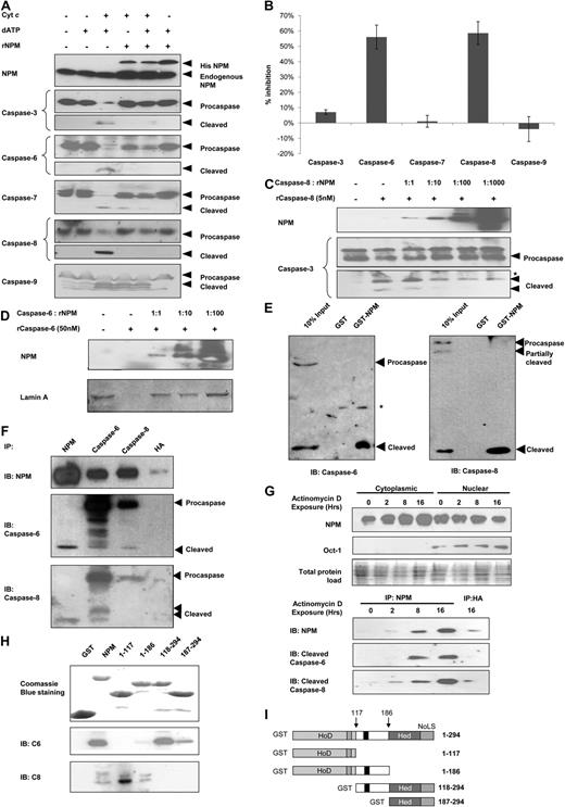 Figure 1. NPM inhibits and interacts with caspase-6 and -8. (A) Western blot analysis for cleaved caspases in S-100 cytosolic fractions extracted from HEK293T cells and incubated with cytochrome c (300nM) and/or deoxyadenosine triphosphate (dATP; 900nM), in the presence or absence of recombinant NPM (5μM) for 3 hours at 30°C. (B) S-100 cytosolic fractions from HEK293T were incubated with 1 unit of the various indicated recombinant active caspases (or 32 units for recombinant active caspase-8) in the presence or absence of 5μM recombinant His-tagged NPM for 1 hour at 30°C. Caspase activity was measured colorimetrically using pNA-taggd synthetic caspase substrates. (C) Western blot analysis of caspase-8 activity. Purified active recombinant caspase-8 (5nM) was incubated with 5nM to 5μM recombinant NPM and 150nM substrate recombinant procaspase-3 for 3 hours at 30°C. (D) Western blot analysis for caspase-6 activity. Purified recombinant caspase-6 (30nM) was incubated with 30nM to 3μM recombinant NPM and 625nM substrate GST-tagged lamin A for 3 hours at 30°C. (E) GST pull-down assay using equivalent amounts of GST or GST-NPM for cleaved caspase-6 and -8 in cytochrome c–treated HEK293T cytosolic extracts. (F) MN9D cells were treated with 500μM MPP for 12 hours, after which the cells were harvested and the total cell lysates extracted. Immunoprecipitation was carried out using antibodies against NPM, caspase-6, caspase-8, or hemagglutinin (HA; control). (G) Top: Western blot analysis for NPM in cytosolic or nuclear fractions of HeLa cells exposed to 0.40μM actinomycin D for 0 to 16 hours. Bottom: Cytosolic fractions collected were normalized to the same protein concentration and subjected to immunoprecipitation using antibodies against NPM or HA as a control. (H) Whole-cell lysate from apoptotically induced HEK293 cells was used in GST pull-down assay using either empty GST beads, GST-tagged full-length NPM, or its various deletion mutants. Immunoprecipitates were resolved by sodium dodecyl sulfate–polyacrylamide gel electrophoresis and subjected to immunoblotting using anti-NPM, anti–caspase-6, or anti–caspase-8 antibody. (I) Domain structure of the full-length GST-NPM protein and the various deletion mutants used in the GST pull-down in panel H. Hed indicates heterodimerization domain; HoD, homodimerization domain; and NoLS, nucleolar localization signal. Arrows indicate the exact boundary of deletion in the various mutants.