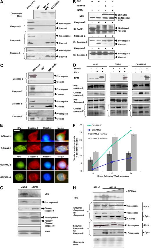 Figure 2. Cytoplasmic dislocation of NPM impairs caspase signaling and protects against TRAIL-induced cell death. (A) GST, GST-NPM wild-type, or GST-NPMc immobilized on glutathione-Sepharose were assayed by immunoblotting for binding to caspase-6, -8, and -3 in cytochrome c–induced HeLa S-100 cytosolic extracts. As a control, lysates (30-50 μg) were run directly in gels. (B) Western blot analysis for caspase activities on physiologic substrates. S-100 cytosolic fractions from HeLa cells incubated separately with either recombinant active caspase-3, -6, or -8 in the absence or presence of 5μM recombinant GST tag alone, GST-tagged NPM wild-type, or NPMc for 1 hour at 30°C. Cleavage of the respective caspase substrates were assayed in immunoblots. (C) GST or GST-NPMc immobilized on glutathione-Sepharose were assayed by immunoblotting for binding to caspase-3, -7, -6, or -8 in cytochrome c–treated protein extracts of blast cells from peripheral blood of AML patients. (D) Western blot analysis for caspase activation. S-100 cytosolic fractions from 3 hematopoietic cell lines treated with cytochrome c (300nM), dATP (900nM), in the presence or absence of 5μM recombinant NPMc at 30°C for 30 minutes. (E) Subcellular localization of NPM, caspase-6 and -8 in OCI/AML-2 or -3 cells. Scale bar represents 5 μm. (F) Apoptosis was scored by analyzing condensed nuclei in Hoechst-stained OCI/AML-2 or OCI/AML-3 cells subjected to 50 ng/mL TRAIL treatment for up to 24 hours at 37°C (line graph). In addition, OCI/AML-3 cells transfected with 6nM specific (siNPM) or control (siNEG) siRNAs and subjected to 50 ng/mL TRAIL treatment for up to 24 hours, before flow cytometric analysis by annexin V staining with propidium iodide counterstain (bar graph). Apoptotic cells are defined as cells that stain positively for annexin V but not propidium iodide. (G) Western blot analysis for caspase activation in OCI/AML-3 cells transfected with siNPM or siNEG for 48 hours. (H) Western blot analysis of caspase activity on physiologic substrates. Cytoplasmic fractions from OCI/AML-2, or OCI/AML-3 cells treated separately with either recombinant caspase-6 or -8. Portions of the extract from OCI/AML-3 cells were immunodepleted of NPM.