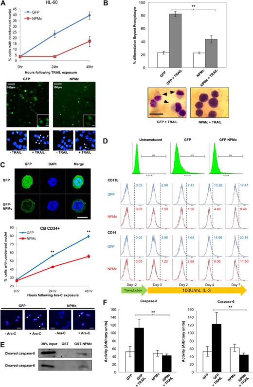 Figure 3. NPMc protects against dichotomous effects of TRAIL treatment in HL-60 and Ara-C treatment in CD34+ primary blood cells. (A) Top: Apoptosis scored with condensed nuclei in Hoechst-stained HL-60 cells transfected with GFP or GFP-tagged NPMc and exposed to 100 ng/mL TRAIL for up to 48 hours. Bottom: Representative micrographs of HL-60 cells transfected with GFP and GFP-NPMc, with insets of micrographs at higher magnifications, and of nuclear staining with Hoechst 33342 showing condensed nuclei (white arrowheads). Unless otherwise stated, scale bars represent 10 μm. (B) Top: Number of cells with differentiation beyond the promyeloid stage was scored in May-Grünwald-Giemsa–stained HL-60 cells transfected with GFP or GFP-tagged NPMc, with or without 100 ng/mL TRAIL treatment. At least 150 cells were scored for each set of experiments. Bottom: Representative micrographs of May-Grünwald-Giemsa staining of TRAIL-treated GFP- or GFP-tagged NPMc-transfected cells. Black arrows represent differentiated cells; scale bar represents 15 μm. (C) Top: Confocal microscopy image of primary blood cells showing entire cell and cytoplasmic localization of GFP and GFP-tagged NPMc, respectively. Middle: Apoptosis scored with condensed nuclei in Hoechst-stained cord blood-derived CD34+ cells transduced with GFP or GFP-tagged NPMc and exposed to 5μM Ara-C for up to 48 hours. Bottom: Representative micrographs of nuclear staining of CD34+ cells showing condensed nuclei (white arrowheads). Scale bars represent 10 μm. (D) Flow cytometric analysis of GFP or GFP-tagged NPMc-transduced CD34+ cells. Top: GFP+ cells were gated and analyzed for immunostaining of differentiation markers CD11b and CD14 before transduction (day −2), 2 days after transduction (day 0), and days 2, 4, and 7 days after stimulation with 100 U/mL IL-3 (days 2, 4, and 7). (E) Cleaved caspase-6 and -8 were pulled down with glutathione-Sepharose–immobilized GST or GST-NPM from cytosolic extracts from HL-60 cells that were apoptotically challenged with cytochrome c and dATP as in Figure 1A. (F) Cells from panel A were lysed, and caspase-6 and -8 activities were measured using pNA-tagged caspase substrates. **P < .01. Data were obtained from 3 sets of experiments and presented as mean ± SEM.