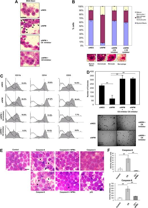 Figure 4. Caspase-6– and -8–mediated myeloid differentiation is abrogated by AML-associated cytoplasmic NPM mutant. OCI/AML-3 cells were transfected with either specific (siNPM) or control (siNEG) siRNA with or without exposure to 10μM caspase-6 or caspase-8 inhibitors. (A) Forty-eight hours after transfection, the cells were subjected to May-Grünwald-Giemsa stain and observed under light microscope (original magnification ×100). Black arrowheads indicate cells differentiated past the promyelocytic stage. Scale bar represents 20 μm. (B) Top: Cells from panel A were examined, and the number of myeloid blasts, granulocytes, and monocytes/macrophages were scored. At least 200 cells were scored for each set of experiments. Bottom: Representative micrographs of a myeloid blast, mature granulocyte, monocyte, and macrophage. (C) Cells from panel A were also analyzed for expression of cell surface markers for myeloid differentiation (CD11b, CD14, and CD33). (D) Transformation-like phenotype of cells treated as in panel A. Cells 3 days after siRNA transfection were plated in methylcellulose medium and incubated at 37°C for 21 days. Top: Quantification of the colonies for each experimental condition. Bottom: Growth of the transfected cells in methylcellulose. Scale bar represents 2.0 mm. (E) HL-60 cells were transfected with caspase-6, -8, -3, or p53, and GFP. In the case of caspase-6 or -8 transfections, a portion of cells were cotransfected with GFP-tagged NPMc instead of GFP. Forty-eight hours later, cells were subjected to May-Grünwald-Giemsa stain and observed. Black arrowheads indicate cells differentiated beyond the promyelocytic stage. Scale bar represents 10 μm. (F) Caspase activities were measured in caspase-6– or -8–transfected cells from panel E. **P < .01. Data were obtained from 3 sets of experiments and presented as mean ± SEM.
