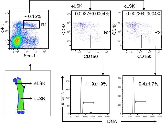 Figure 1. Distribution and cell-cycle state of endosteal and central CD150+CD48−LSK. WBM stained with anti-Sca-1, c-kit, CD150, and CD48. Dot plots show a representative analysis of CD150 and CD48 expression on endosteal (eLSK) and central (cLSK) BM (both gated for R1). Values are the mean ± SEM (5 animals). Histograms show a representative analysis of endosteal (R2) and central (R3) CD150+CD48−LSK stained with propidium iodide to determine the proportion of cycling cells. Data are the mean of 3 individual experiments ± SEM.