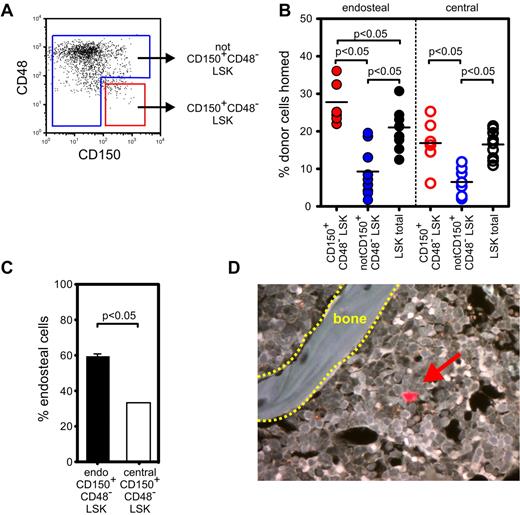 Figure 3. Homing and spatial distribution of LSK populations. (A) Endosteal and central Lin− cells stained with Sca-1, c-kit, CD150, and CD48 (clone HM48.1). Sketch shows sorting strategy. Individual endosteal and central cell populations were stained with CFDA-SE or SNARF-1 and cotransplanted into nonablated recipients. In addition, endosteal and central total LSK not stained with CD150 or CD48 were cotransplanted into nonablated recipients. (B) Homing efficiency was determined 15 hours after transplantation. (C) Spatial distribution of CD150+CD48−LSK and CD150+CD48+LSK was determined 15 hours after transplantation. Data are mean ± SEM. (D) SNARF labeled CD150+CD48−LSK homed to endosteal BM. Image was acquired on an Olympus BX51 microscope through a 20×/0.70 NA UplanApo objective using a cooled monochrome CCD Optronics Magnafire S99802 camera at 40°C below ambient and Magnafire software. Image brightness was adjusted using Adobe Photoshop.