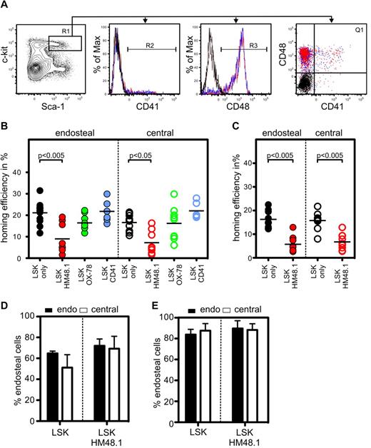 Figure 5. Role of CD48 in HSPC homing. (A) Representative analysis of CD41 (R2) and CD48 (R3) expression on endosteal and central LSK. Black represents isotype control; red, endosteal LSK; and blue, central LSK. (B) Unstained endosteal and central LSK were cotransplanted with endosteal and central LSK, labeled with CD48 (HM48.1 clone), CD48 (OX-78 clone), or CD41 antibody but not sorted on the basis of their expression, and the homing efficiency analyzed 15 hours after transplantation into nonablated and (C) ablated recipients. (D) Spatial distribution of LSK or LSK stained with CD48 (HM48.1) 15 hours after transplantation into nonablated and ablated (E) recipients. (B-C) Dot graphs: Each dot represents an individual recipient; line represents the mean. (D-E) Bar graphs: At least 50 cells from 6 sections from 3 individual recipients were analyzed. Data are mean ± SEM.