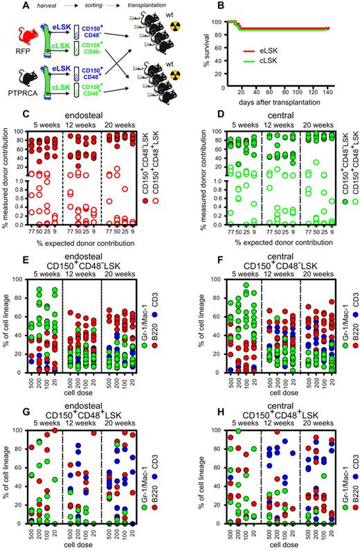 Figure 6. Endosteal and central CD150+CD48−LSK reconstitute and out-compete CD150+CD48+LSK. (A) Endosteal and central CD150+CD48−LSK were transplanted in a competitive limiting dilution assay with CD150+CD48+LSK from the same BM region. (B) Survival of lethally irradiated recipients. (C) Graph shows percentage of BM reconstitution from CD150+CD48+/−LSK from endosteal and (D) central BM. (E) Plot shows lymphoid and myeloid progeny of endosteal and (F) central CD150+CD48−LSK. Both transplanted cell populations show physiologic multilineage reconstitution after 20 weeks. (G) Plot shows lymphoid and myeloid progeny of endosteal and (H) central CD150+CD48+LSK. Each dot represents individual recipients from 2 independent transplantations.
