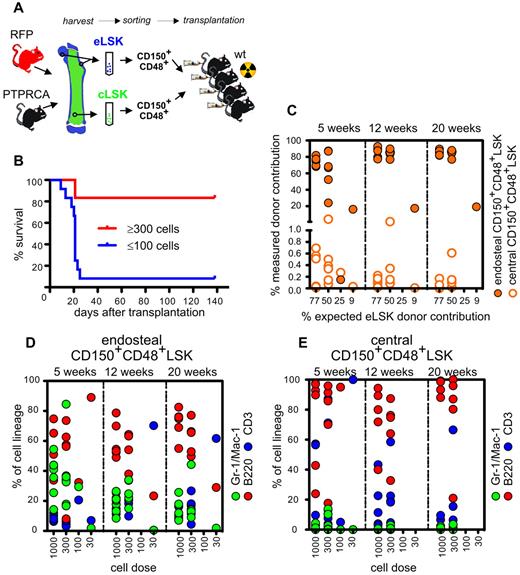 Figure 7. Endosteal, but not central, CD150+CD48+LSK have multilineage engraftment potential. (A) Endosteal and central CD150+CD48+LSK were transplanted in a competitive limiting dilution assay. (B) Survival of lethally irradiated recipients. (C) Graph shows percentage of progeny of endosteal (●) and central (○) CD150+CD48+LSK. (D) Graph shows lymphoid and myeloid progeny of endosteal CD150+CD48+LSK: > 1:300 endosteal CD150+CD48+LSK show physiologic multilineage reconstitution. (E) Graph shows lymphoid (red and purple circles) and myeloid (green circles) progeny of central CD150+CD48+LSK: Central CD150+CD48+LSK exhibit low levels of lymphoid but are devoid of myeloid progeny. Each dot represents individual recipients.