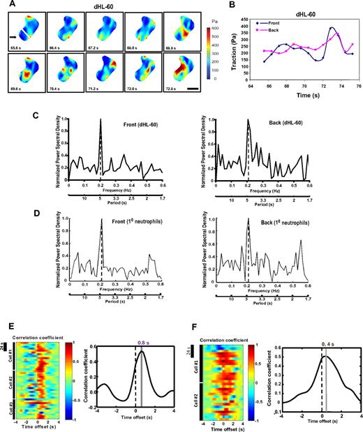 Figure 1. Spatiotemporal dynamics of tractions during neutrophil chemotaxis. (A) dHL-60 cells were allowed to migrate toward chemoattractant-containing micropipette (fMLP, 10μM) on a FN-coated elastic polyacrylamide gel for the times indicated. The speed for cell migration is approximately 2.0 μm/minute, lower than the speed of cells on FN-coated glass (∼ 2.4 μm/minute). The cells also exhibit normal tail retraction on the elastic gel (data not shown). Traction maps of the cell are shown. Pseudocolor bar representing tractions is given in Pascal (Pa). Scale bar represents 5 μm. Arrow indicates the direction of fMLP gradient. The leading edge of a polarized neutrophil was defined as the area within the first 3 μm of the cell (marked by a white line), whereas the rest of the cell was defined as the trailing edge (“Polyacrylamide gel substrates, TFM, and data analysis”). The image series shows part (7.2 seconds, for which the cell traveled ∼ 0.24 μm) of the whole migratory response. The video of the cell in panel A is available in supplemental data. (B) Time series of traction maps from panel A (with 3 additional time points) was analyzed by a customized MATLAB program to determine the average tractions in both leading edge (front) and trailing edge (back) of the cells in a time-dependent manner. The graph shows part (∼ 9 seconds) of the whole migratory response. The x-axis indicates time in seconds; y-axis is in Pascal (Pa). The mean levels of tractions at the leading and the trailing edges were comparable. A graph of another cell with a longer migratory response is shown in supplemental Figure 1A. (C) PSD plots of tractions at the leading (left panel) and the trailing edge (right panel) of a migratory dHL-60 cell. PSD plots were generated based on the results from Fourier analysis of the traction values. The y-axis represents the power spectral density normalized to the highest peak value (= 1); x-axis shows the oscillation frequency (Hertz; top) or period (seconds; bottom). Nine cells were analyzed, and a representative cell is shown. PSD plots of tractions in 3 cells combined are shown in supplemental Figure 1B. (D) PSD plots of tractions at the leading edge (left panel) and the trailing edge (right panel) of a migratory primary neutrophil. Six cells were analyzed, and data from a representative cell are shown. (E) Left panel: Cross-correlation between tractions at the leading edge and the trailing edge against time offset during migration for individual dHL-60 cells. Dotted lines indicate zero offset. Note that the back traction lags the front traction as indicated by the maximum cross-correlation at time offset of 0.8 seconds. Data from 3 representative cells are shown. Time bar represents 24 seconds. Right panel: Summary of time offsets between leading edges and trailing edges (n = 9 cells) in dHL-60 cells. (F) Left panel: Cross-correlation between tractions at the leading and the trailing edges against time offset during migration for individual primary neutrophils. Data from 2 representative cells are shown. Right panel: Summary of time offsets between leading edges and trailing edges (n = 6 cells) in primary neutrophils.