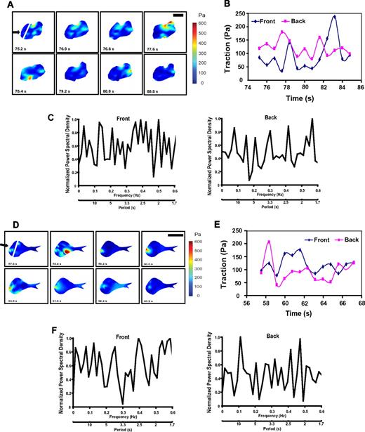 Figure 4. Localization-specific myosin activities are necessary for tractions in neutrophils. (A) dHL-60 cells depleted of MLCK were allowed to migrate toward chemoattractant-containing micropipette (fMLP, 10μM) on a FN-coated elastic polyacrylamide gel for the indicated times. Traction maps of the cell are shown. Pseudocolor bar representing tractions is given in Pascal (Pa). Scale bar represents 5 μm. The leading edge (within the first 2.2 μm of the cell) is marked by a white line. The image series shows part (5.6 seconds) of the whole migratory response. Cells treated with ML-7 exhibited similar responses. Cells treated with ML-7 or depleted of MLCK migrated at 1.1 μm/minute on the elastic gel. The video of the cell in panel A is available in supplemental data. (B) Time series of traction maps from panel A (with 5 additional time points) was analyzed by a customized MATLAB program to determine the average traction force in both leading edge (front) and trailing edge (back) of the cells in a time-dependent manner. The graph shows part (∼ 9.6 seconds) of the whole migratory response. The x-axis indicates time in seconds; y-axis is in Pascal (Pa). (C) PSD plots of tractions at the leading edge (left panel) and the trailing edge (right panel) of a migratory cell depleted of MLCK. The whole migratory response was analyzed. The y-axis represents the power spectral density normalized to the highest peak value (1); x-axis shows the oscillation frequency (Hertz; top) or period (seconds; bottom). Cells pretreated with ML-7 exhibited similar response (not shown). Ten cells were analyzed, and a representative cell is shown. Additional plots for ML-7 treatment and MLCK depletion are shown in supplemental Figure 9A and B. (D) dHL-60 cells pretreated with Y-27632 (30 μm, 30 minutes) were allowed to migrate toward chemoattractant-containing micropipette (fMLP, 10μM) on a FN-coated elastic polyacrylamide gel for the indicated times. Traction force maps of the cell are shown. Pseudocolor bar representing traction force is given in Pascal (Pa). Scale bar represents 10 μm. The leading edge (within the first 3 μm of the cell) is marked by a white line (“Polyacrylamide gel substrates, TFM, and data analysis”). The image series shows part (5.6 seconds) of the whole migratory response. (E) Time series of traction maps from panel D (with 5 additional time points) was analyzed by a customized MATLAB program to determine the average traction force in both leading edge (front) and trailing edge (back) of the cells in a time-dependent manner. The graph shows part (∼ 9.6 seconds) of the whole migratory response. The x-axis indicates time in seconds; y-axis is in Pascal (Pa). (F) PSD plots of tractions at the leading edge (left panel) and the trailing edge (right panel) of a migratory cell pretreated with Y-27632. The whole migratory response was analyzed. The y-axis represents the power spectral density normalized to the highest peak value (1); x-axis shows the oscillation frequency (Hertz; top) or period (seconds; bottom). Eight cells were analyzed, and a representative cell is shown. Additional plots are shown in supplemental Figure 9C.