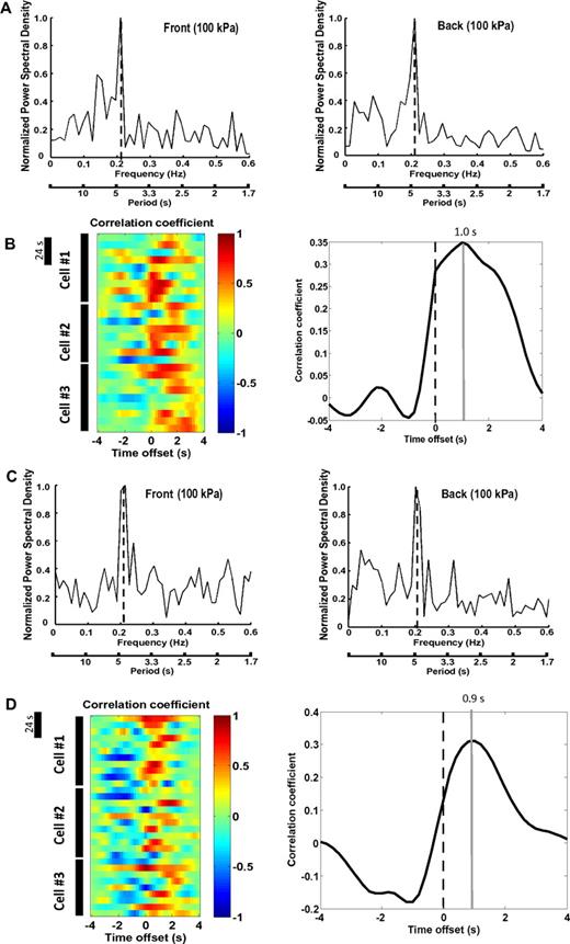 Figure 5. The pattern and regulation of tractions in neutrophils migrating on a stiffer substrate. (A) PSD plots of tractions at the leading edge (left panel) and the trailing edge (right panel) of a migratory primary neutrophil. PSD plots were generated based on the results from Fourier analysis of the traction values. The y-axis represents the PSD normalized to the highest peak value (1). The x-axis shows the oscillation frequency (Hertz; top) or period (seconds; bottom). Primary cells were allowed to migrate toward chemoattractant-containing micropipette (fMLP, 10μM) on a FN-coated polyacrylamide gel (100 kPa) for 4 to 5 minutes. Six cells were analyzed, and a representative cell is shown. (B) Left panel: Cross-correlation between tractions at the leading edge and the trailing edge against time offset during migration for individual primary neutrophils. Dotted lines indicate zero offset. Data from 3 representative cells are shown. Time bar represents 24 seconds. Right panel: Summary of time offsets between leading edges and trailing edges (n = 6 cells) in primary cells. (C) PSD plots of tractions at the leading edge (left panel) and the trailing edge (right panel) of a migratory primary neutrophil pretreated with Y-27632 (30μM, 30 minutes). PSD plots were generated based on the results from Fourier analysis of the traction values. The y-axis represents the PSD normalized to the highest peak value (1). The x-axis shows the oscillation frequency (Hertz; top) or period (seconds; bottom). Cells were allowed to migrate toward chemoattractant-containing micropipette (fMLP, 10μM) on a FN-coated polyacrylamide gel (100 kPa) for 4 to 5 minutes. Six cells were analyzed, and a representative cell is shown. (D) Left panel: Cross-correlation between tractions at the leading edge and the trailing edge against time offset during migration for individual Y-27632–treated primary neutrophils. Dotted lines indicate zero offset. Data from 3 representative cells are shown. Time bar represents 24 seconds. Right panel: Summary of time offsets between leading edges and trailing edges (n = 6 cells) in Y-27632–treated primary cells.