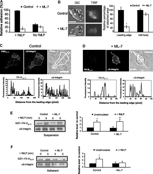 Figure 6. MLCK controls neutrophil adhesion and integrin activation. (A) dHL-60 cells pretreated with (25μM, 30 minutes) or without ML-7 were not stimulated or stimulated in suspension by 1μM fMLP and allowed to adhere to FN-coated surface for 30 minutes, after which the degree of cell adhesion was assessed. Values were normalized to adhesion in control cells (100%) with fMLP and are mean plus or minus SEM (n = 4). *Results significantly different from control (P < .001). (B) Assessment of adhesion area in leading edge and cell body in control and ML-7–treated cells transfected with EGFP-α5-integrin and exposed to a point source of 10μM fMLP. Cell images were from supplemental Figure 13. Left panel: The time point at which leading edge protrusion of individual cells was maximal was selected for analysis. Leading edge (denoted as “L”) in TIRF image was demarcated by the corresponding DIC image, and the rest of the cell was defined as cell body (denoted as “C”). Right panel: Fluorescence intensities of the leading edge and the cell body in the TIRF images of control and ML-7–treated cells were determined with ImageJ software 1.43, and the resulting values were used to quantify cell attachment of the both leading edge and the cell body. The plot shows the relative values in each region compared with control (100%) in the presence of fMLP stimulation. Values are mean plus or minus SEM (n = 13 for control, 11 for cells treated with ML-7). *Results significantly different from control (P < .0001). (C-D) Top panel: Localization of activated α5β1-integrins in polarized neutrophils pretreated with or without ML-7 (25μM, 30 minutes). dHL-60 cells pretreated with or without ML-7 were plated on FN-coated coverslips and stimulated for 3 minutes by 1μM fMLP. After washing, cells were fixed with 3.7% paraformaldehyde, incubated with GST-FN III9-11 (50 μg/mL) for 15 minutes at 37°C, and stained with an anti-GST antibody and anti–α5-integrin antibody. Fluorescent and phase-contrast images were collected using confocal fluorescence microscopy. The images of a representative cell for each condition are shown (n = 20 for control and n = 17 for ML-7 treatment). Arrows indicate the leading edge. White line indicates the path along which line profile was obtained. The weak signals for GST-FN III9-11 binding may be attributed to the relative low levels of activated α5β1-integrin in the cells. Scale bar represents 10 μm. Bottom panel: Line profiles of GST-FN III9-11 and α5-integrin fluorescence in cells shown in the top panel. The graphs plot fluorescence intensity of each protein (y-axis; in arbitrary units) versus distance (x-axis in pixels) along the white line on the phase-contrast image of the cells. (E-F) Levels of activated α5β1-integrins in cells with or without ML-7 treatment. dHL-60 cells pretreated with or without ML-7 were stimulated by a uniform concentration of fMLP (1μM) in either suspension (E) or adhesion conditions (F). A typical blot is shown on the left. (Right panel) Quantification of blots from 4 separate experiments. The y-axis represents relative intensities (measured with ImageJ software 1.43) with values normalized to the signal (1) detected in the control cells without ML-7 treatment. Each bar represents the mean plus or minus SEM (n = 4). Results significantly different from those of cells without fMLP stimulation: *P < .0001, **P < .001.