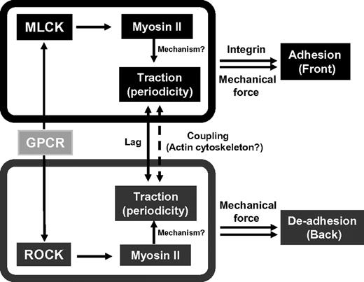 Figure 7. Integration of mechanical and biochemical signals to regulate leading edge adhesion and trailing edge de-adhesion: a model. The model is proposed based on analyses of cell migration on the 3.5-kPa substrate. GPCR indicates G protein-coupled receptor.