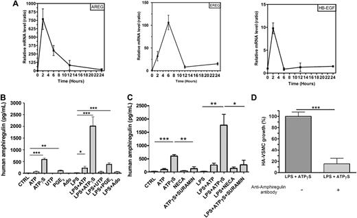 Figure 1. Human monocyte-derived DCs secrete AREG. (A) Quantitative RT-PCR data for the EGFR ligands regulated by ATPγS. Ratios were obtained at 2, 6, 12, and 24 hours for 2 independent preparation of human MoDCs (means ± SEM) using SYBR Green technology. mRNA expression in ATPγS-treated cells and untreated cells has been normalized for each gene (AREG = amphiregulin, EREG = epiregulin, HB-EGF = heparin-binding EGF-like factor), and each time point using 2 housekeeping genes (B2M and SDHA). (B) AREG release by human MoDCs. DCs were stimulated by ATP (300μM), ATPγS (100μM), UTP (100μM), PGE2 (500nM), or Ado (10μM) in the absence or the presence of LPS (100 ng/mL) for 24 hours. Supernatants of treated DCs were collected for ELISA measurements of human AREG. Results represent the mean ± SEM of 6 independent experiments at least. The Student t test was performed using Prism 5.0 software (GraphPad; *P < .05; **P < .01; ***P < .001). (C) Effect of NECA and suramin on AREG release by human MoDCs. DCs were stimulated by ATP (300μM), ATPγS (100μM), NECA (1μM), or ATPγS (100μM) plus suramin (10μM) in the absence or the presence of LPS (100 ng/mL) for 24 hours. Supernatants of treated DCs were collected for ELISA measurements of human AREG. Results represent the mean ± SEM of 3 independent experiments. The Student t test was performed using Prism 5.0 software (*P < .05; **P < .01; ***P < .001). (D) HA-VSMC growth is increased by AREG secreted by MoDCs. DCs were stimulated by ATPγS (100μM) in presence of LPS (100 ng/mL) for 24 hours. Supernatants were treated or not with an anti–human AREG blocking antibody for 3 hours and incubated with HA-VSMCs for 48 hours. HA-VSMCs were then counted with hemocytometer. Data (mean ± SEM) are representative of 5 independent experiments. The Student t test was performed using Prism 5.0 software (***P < .001).