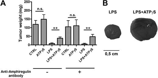 Figure 3. BMDCs treated with LPS+ATPγS increased LLC tumor growth. (A) Coinjection of LLC cells and LPS+ATPγS-treated BMDCs increased tumor growth. BMDCs (5 × 105) were treated for 24 hours with PBS (CTRL), ATPγS (100μM), LPS (100 ng/mL), or LPS (100 ng/mL) plus ATPγS (100μM) and then incubated or not with an anti–mouse AREG blocking antibody for 3 hours. Treated BMDCs were coinjected with LLC cells (2.5 × 105), and LLC tumors were weighted at day 14. Results represent the mean ± SEM of 9 tumors at least for each condition. The Student t test was performed using Prism 5.0 software (*P < .05; **P < .01). (B) Pictures of LLC tumors 14 days after coinjection. Camera used to take pictures was a Nikon D70 with a Nikkor objective macro 60 mm.