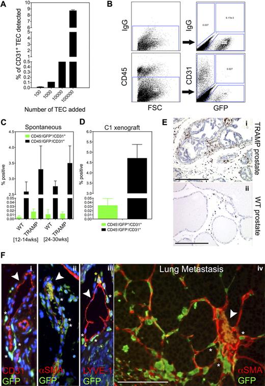 Figure 1. In vivo enumeration of bone marrow–derived endothelial cells in TRAMP prostate tumors. (A) Increasing concentrations of isolated TECs were spiked into 1 × 106 CD31− prostate cancer cells (TRAMP C1). CD31+ TECs were analyzed using FACS. The minimum number of TECs that could be detected was approximately 100 per 106 tumor cells, or approximately 0.01% of the total cellular pool. (B) FACS analysis of a well-differentiated prostate tumor in TRAMP (24 weeks of age) after bone marrow ablation/engraftment at 8 weeks of age. One-half of each tumor was used for histology and grading; the other half was used for FACS analysis. To enumerate BMDECs, live cells were selected from the forward scatter/side scatter (FSC/SSC) plot. FSC (x-axis) is in the linear scale and all fluorophores are in the log scale. CD45+ hematopoietic cells were gated out and the GFP+/CD31+ population was quantified. Resident or non–bone marrow–derived ECs were defined as CD45−/GFP−/CD31+. A third population (∼ 1%-2%) which was CD45−/GFP+/CD31− may be bone marrow mesenchymal stem cells. (C) Multiple prostates from wild-type mice and TRAMP mice were analyzed by FACS: WT, 12 to 14 weeks (n = 5); TRAMP, 12 to 14 weeks (n = 5); WT, 24 to 30 weeks (n = 4); TRAMP, 24 to 30 weeks (n = 5). Data were analyzed by analysis of variance (ANOVA) followed by Tukey multiple comparison test. There was no statistical difference in numbers of BMDECs between both groups and both time points. (D) The TRAMP C1 cell line was implanted subcutaneously in C57BL/6J mice 4 weeks after bone marrow ablation/engraftment. After 28 days, individual tumors (n = 5) were analyzed by FACS as described above. (E) Paraffin sections of either prostate tumors (i) or normal prostate (ii) were stained with GFP antibodies. GFP was detected using a horseradish peroxidase–coupled secondary antibody (brown staining). Nuclei were counterstained with hematoxylin (blue). Most GFP+ cells had a spherical appearance reminiscent of mononuclear cells, while others were larger and spindle-shaped. Scale bars represent 0.5 mm. (F) A well-differentiated prostate tumor stained with GFP antibodies in addition to antibodies for the blood vessel marker CD31 (i), the pericyte marker αSMA (ii), and the lymphatic endothelial cell marker LYVE-1 (iii). White arrows point to blood vessels. Asterisks mark perivascular GFP+ cells and the yellow asterisk marks a LYVE-1+/GFP+ perivascular cell. Note that erythrocytes autofluoresce within the lumen of some blood vessels. Nuclei were counterstained with DAPI (blue, i-iii). A perivascular positioning of GFP+ cells was also observed in a spontaneous lung metastasis in TRAMP mice (iv). The arrow points to a large, erythrocyte-filled tumor blood vessel surrounded by GFP+ marrow–derived cells (no counter stain was used). Scale bar represents 100 μm.