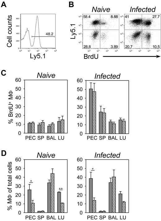 Figure 6. Analysis of Stat6 requirement for accumulation of macrophages during N brasiliensis infection. (A) Congenic mixed BM chimeras were generated with BM cells from wild-type (Ly5.1+) and Stat6−/− (Ly5.1−) donor mice to analyze whether Stat6 expression in macrophages was required for survival and recruitment to the effector sites. The histogram demonstrates equal engraftment of both donor marrows at 8 weeks after reconstitution in the peripheral blood. (B) Peritoneal cells of naive mice (left dot plot) or of day 9 N brasiliensis-infected mice (right dot plot) that had been given BrdU for the past 36 hours were stained for F4/80, Ly5.1, and BrdU. Dot plots show F4/80-gated macrophages. (C-D) Macrophages in peritoneum (PEC), spleen (SP), BAL, and lung (LU) of wild-type (filled bars) and Stat6−/− (hatched bars) mice that had been infected with N brasiliensis 9 days before (infected) or were left untreated (naive) were analyzed 36 hours after BrdU administration. Panel C shows the frequency of BrdU+ cells among total macrophages, and panel D shows the frequency of macrophages among total cells. Macrophages were identified by staining for F4/80 and CD11c (lung and BAL), F4/80 and CD11b (spleen), or F4/80 (PEC). The bars show mean ± SE of 7 individual mice from 4 independent experiments (**P ≤ .001; *P ≤ .05).