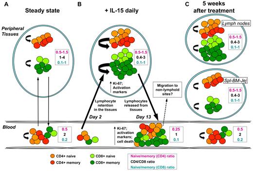 Figure 7. Proposed model for IL-15 function in vivo. (A) At the steady state, T-cell subpopulations traffic between the blood and peripheral tissues (black arrows), and their number is kept constant through homeostatic mechanisms (curved arrows). Almost all over the body, CD4+ T cells outnumber CD8+ T cells. (B) Early after IL-15 treatment, trafficking from blood to tissues is altered, and lymphopenia is observed as a consequence of lymphocyte retention in the peripheral tissues (left black arrow). IL-15 greatly increases lymphocyte, especially memory T-cell, cycling (curved arrows), which are activated and express Ki-67. At this time, CD8+ (light and dark green circles) greatly outnumber CD4+ (orange and red circles) T cells. However, IL-15 treatment does not alter the balance of naive and memory T cells in peripheral tissues. Activated lymphocytes are then released into the circulation (right black arrow) and account for the increased lymphocyte count in the blood and for the reduced naive/memory ratio in both CD4+ and CD8+ T cells. It is like that the increased tendency to undergo apoptosis results from the massive stimulation of these cells or to the withdrawal of cytokine after therapy. (C) After IL-15 treatments were stopped, lymphocyte subpopulation counts are quickly restored in the peripheral blood, probably due to the migration to extra-lymphoid sites. However, the proportion of memory T-cell subsets in blood and tissues are normalized as well, thus suggesting the nonpersistence of expanded cells in the body. Activation and proliferation are dampened, but CD8+ still outnumber CD4+ T cells in the LNs but not in other tissues.