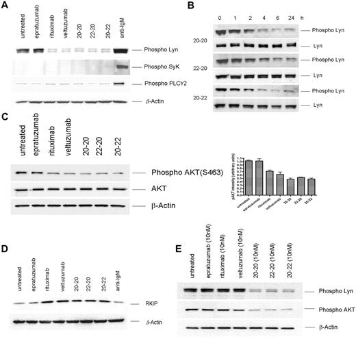 Figure 2. Western blot analysis of select proteins induced in Daudi by the parental antibodies and HexAbs. Parent antibodies each at 133 nM (A,C-D) or 10nM (E); the HexAbs, each at 10nM (A-E); or anti-IgM, at 10 μg/mL (A,C). The changes in phospho-Lyn observed with 20-20, 22-20, and 20-22 within the first 24 hours are shown in panel B.