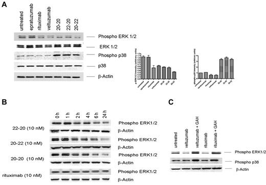 Figure 3. Modulation of ERK1/2 and p38 MAPK pathways. (A) Daudi cells were treated with 133nM each of rituximab, epratuzumab, and veltuzumab and 10nM each of 20-20, 22-20, and 20-22 separately for 24 hours. Cells were immunoblotted and probed with phospho-specific antibodies as well as with antibodies to ERK1/2, p38, and β-actin. Bar diagrams show the relative intensity of phospho-ERK or phospho-p38 induced by each agent, as determined by densitometry analysis of the results from 2 or more independent experiments. (B) Phospho-ERK1/2 induced by 20-20, 22-20, and 20-22 or rituximab at 10nM measured at various time points within the first 24 hours. (C) Up-regulation of phospho-ERK1/2 by crosslinking rituximab and veltuzumab with GAH (10 μg/mL).