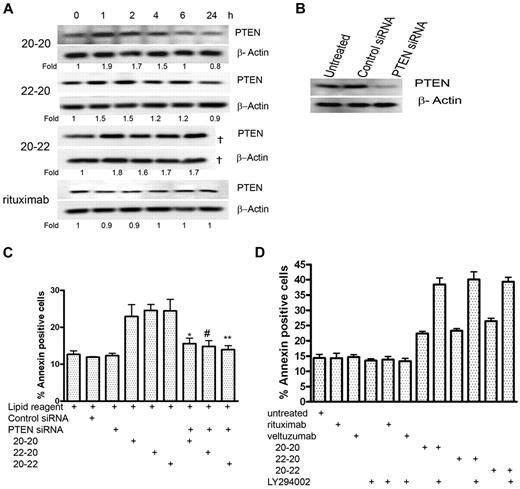 Figure 5. PTEN-PI3K pathway. (A) Time course of PTEN after treating Daudi cells with 20-20, 22-20, and 20-22 at 10nM and rituximab at 133nM. The sample corresponding to 20-22 at 24 hours was lost during loading and thus not analyzed (†). (B) Daudi cells transfected with PTEN siRNA showed reduced expression of PTEN, compared with the untreated cells or cells transfected with control siRNA. (C) PTEN siRNA reduced the apoptosis of Daudi by 20-20, 22-20, and 20-22 at 10nM (P values with respect to *20-20, #22-20, and **20-22; P < .05). (D) The PI3K inhibitor, LY294002 (5μM), enhanced the apoptosis induced by 20-20, 22-20, and 20-22 at 10nM, but not rituximab at 133nM.
