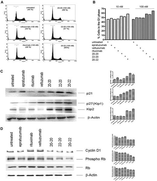 Figure 6. Deregulation of cell cycle. (A) Histograms obtained from Daudi cells treated with 100nM of each agent, showing G1 arrest induced by 20-20, 22-20, and 20-22. (B) Comparison of cells in the G1 phase after treatment with each agent at 10 or 100nM. (C) Up-regulation of the Cip/Kip family of proteins on treatment with 20-20, 20-22, and 22-20. (D) Down-regulation of cyclin D1 and p-Rb.