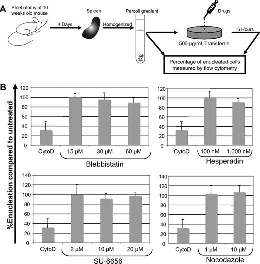 Figure 1. Inhibitors of cytokinesis do not block enucleation of mouse spleen erythroblasts. (A) Schematic showing the methodology of the short-term primary mouse spleen enucleation assay. Typically, between 12% and 18% of cells undergo enucleation in this short-term culture. (B) Results of enucleation assays performed in the presence of the cytokinesis inhibitors, blebbistatin, hesperadin, SU-6656, or nocodazole. The extent of enucleation was determined by quantifying the fractions of Syto 16-negative (permeable nucleic acid stain)/SytoX-negative (nonpermeable nucleic acid stain) cells by flow cytometry before and after a 5-hour incubation. The net percentage of enucleation was derived by taking the difference between the zero and 5-hour time points. Enucleation, compared with untreated, was calculated by multiplying 100 × ratio of the net percentage of enucleation of a drug-treated condition to the net percentage of enucleation of the corresponding solvent-control–treated condition. Cytochalasin D, a known inhibitor of enucleation, was included as a control for each experiment. Bars depict mean ± standard deviation of 3 independent experiments.