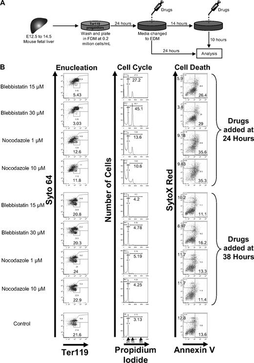 Figure 2. Blebbistatin and nocodazole do not block enucleation of primary mouse fetal liver erythroblasts. (A) Schematic of 48-hour fetal liver erythroblast enucleation assays. Typically, this system results in the accumulation of 15%-30% of enucleated cells. (B) Flow cytometric analysis of enucleation, cell cycle, and cell death of fetal liver cultures supplemented with blebbistatin or nocodazole at 24 or 38 hours. All flow cytometric analyses were performed after 48 hours of total culture time, and the profiles were shown. The percentage of reticulocytes after incubation were quantified by Syto 64/Ter119 staining, cell-cycle status by propidium iodide, cell death by annexin V/SytoX red, and differentiation status by Ter119 positivity.
