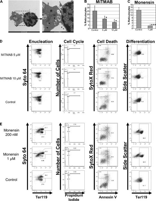 Figure 3. Inhibitors of vesicle trafficking block enucleation of primary erythroblasts. (A) Representative transmission electron microscopic image of mouse fetal liver erythroblasts cultured in vitro for 42 hours is shown. V indicates vacuoles; Mi, mitochondria; Nu, nucleus; R, incipient reticulocyte; and arrowheads, vesicles. Scale bar, 1 μm. (B-C) Enucleation assays of primary mouse fetal liver erythroblasts were performed in the presence of MiTMAB, monensin, or their respective solvents. MiTMAB or monensin was added to culture at 38 hours, and flow cytometric analysis was performed after 48 hours of total culture time. Measured percentages of reticulocytes are shown as mean ± standard deviation for 3 independent experiments. (D-E) Effect of MiTMAB (D) and monensin (E) on enucleation, cell cycle, viability, and differentiation when added to erythroblast cultures at 38 hours. Representative flow plots are shown.