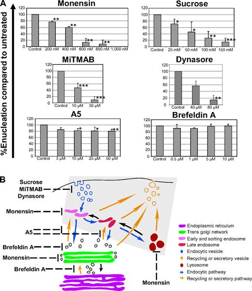 Figure 4. Elucidation of vesicle-trafficking pathways that play a role in enucleation. (A) Results of enucleation assays of primary mouse splenic erythroblasts in the presence of various inhibitors of vesicle trafficking. The enucleation efficiencies of erythroblasts in the presence of various concentrations of these drugs are shown as mean ± standard deviation of 3 independent experiments. *P < .05, **P < .01, and ***P < .001. (B) Schematic representation of various pathways of vesicle trafficking. Steps at which endocytic vesicle trafficking is disrupted by each of the inhibitors are depicted. The shaded region highlights the steps of vesicle trafficking that are required for enucleation.