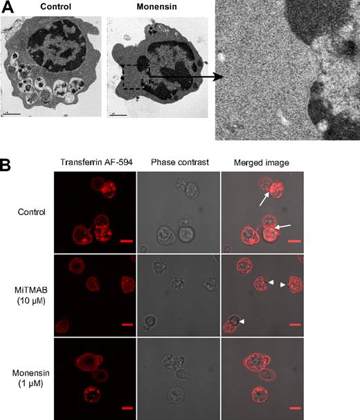 Figure 5. Monensin blocks vacuole formation. (A) Transmission electron microscopic images of mouse fetal liver erythroblasts cultured with 1μM monensin added at 38 hours after start of culture along with control are shown. Scale bar, 1 μm. (B) The effect of MiTMAB or monensin on vesicular trafficking was evaluated by monitoring transferrin AF-594 uptake in mouse primary fetal liver erythroblasts in the absence or presence of 10μM MiTMAB and 1μM monensin. Live cell images were acquired with a Nikon Eclipse C1Si laser scanning confocal microscope with a 100×/ 1.40 oil objective and were visualized with a 32 element multi-anode PMT detector. Images were processes using EZ-C1 Gold Version 3.8.0 and Image J Version 1.44a. Control cells displayed strong transferrin uptake, as evidenced by staining of cytoplasmic vesicles and vacuoles, with a striking alignment in the region between the nucleus and cytoplasm (arrow). In contrast, MiTMAB and monensin potently blocked transferrin uptake and disrupted the distribution of transferrin receptors on the plasma membrane along the nuclear side (arrowhead) of the cells. Scale bar, 2 μm.