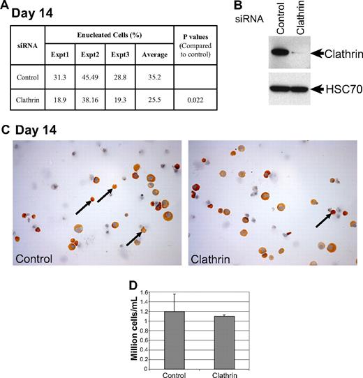 Figure 6. Knockdown of clathrin inhibits enucleation. (A) Human primary erythroid cells differentiated from CD34+ cells were transfected on days 10 and 11 with siRNAs against clathrin light chain, or a control siRNA, and the effects on protein expression were determined by Western blot analysis on day 13 (B). On day 14, the cells were collected, washed, cytospun onto poly-L-lysine–coated slides and stained with benzidine and hematoxylin (C), and the percentage of enucleated cells were determined. The percentages of enucleated cells relative to the total number of benzidine-positive cells are shown for 3 independent experiments. Typically, this experimental system yields between 30% and 45% enucleated cells after 14 days. (B) Western blot showing knock-down efficiency of clathrin siRNA. Note that knocking down clathrin light chain decreases the levels of clathrin heavy chain, which is consistent with a previous report.14 (C) Representative microscopic fields of benzidine and hematoxylin stained cytospins are shown. Orthochromatic erythroblasts and reticulocytes stained positive for benzidine (golden brown). Nuclei stained blue with hematoxylin. Arrows point to reticulocytes. Images were taken with a Leica DM 4000B microscope with 40×/0.75 objectice, visualized with a Leica DFC320 camera and analyzed by Adobe Phototshop 7.0. (D) The total number of live cells in both the siRNA treated conditions were counted by trypan blue exclusion on day 13, and the mean ± standard deviation of 3 independent experiments were plotted.