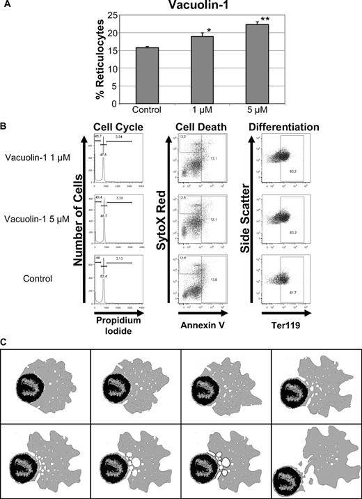 Figure 7. Vacuolin-1 increases enucleation in mouse fetal liver erythroblasts. (A) Effect of vacuolin-1 on enucleation of mouse fetal liver erythroblasts. The means ± standard deviations for 3 independent experiments are shown. *P < .05 and **P < .01. (B) Vacuolin-1 or its solvent were added to fetal liver enucleation assays at 38 hours and analyzed for effects on cell cycle, viability, and differentiation at 48 hours. Representative flow cytometric profiles are shown. (C) Model of erythroblast enucleation. An animated version is available as a supplemental video.