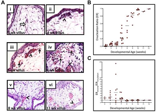 Figure 1. The first trimester placental stroma becomes populated by extravascular RBCs that enucleate. (A) Localization and enucleation status of erythroid cells in the placenta was determined by H&E staining. At 3 weeks of developmental age (i), placental blood vessels had started to form and were devoid of RBCs (white arrow). By 4 weeks (ii), nucleated RBCs had appeared in the placental vasculature (arrowhead). Between 5-7 weeks of developmental age, RBCs were also found in the villous stroma (arrows) with increasing frequency (iii-iv), and many were enucleated, whereas most circulating RBCs still retained their nuclei (arrowheads). Toward the end of first trimester, RBCs were found mainly in circulation (arrowheads in v-vi). All images shown were acquired at 400× original magnification. (B) Calculation of ERs (number of enucleated RBCs divided by the total number of RBCs counted, see “Histologic analysis of erythroblast maturation”) for the placental RBC pool for each week of development revealed a marked change in their maturation state between 4 and 8 weeks. Bars represent median for each age. (C) Analysis of enucleation ratios of RBCs in circulation (inside blood vessels) or extravascular (in placental stroma) revealed an enrichment of enucleated RBCs in the extravascular stroma during 5-7 weeks of development. Dotted line at 1 indicates equal representation of enucleated cells in both compartments, and bars represent the median at each age.