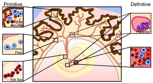 Figure 6. Updated model of human embryonic hematopoiesis. Primitive erythroid cells are generated in the yolk sac (bottom left) and enter circulation with an intact nucleus. Macrophage progenitors appear in the chorionic plate of the placenta (middle left) and generate mature macrophages that migrate to the placental villi. Primitive erythroblasts and macrophages convene in the extravascular stroma of the placental villi to facilitate terminal maturation and enucleation of primitive RBCs and clearance of ejected nuclei (top left), in a similar manner to definitive RBC maturation in the fetal liver (bottom right). Concurrently, definitive HSCs are generated in the dorsal aorta, umbilical and vitelline arteries, and potentially in the placenta, and colonize the fetal liver for expansion and differentiation.