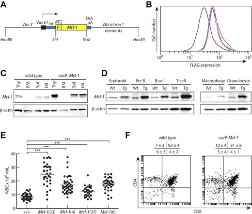 Figure 1. Pan-hematopoietic transgene expression in vavP-Mcl-1 transgenic mice. (A) Transgenic vector containing a mouse Mcl-1 cDNA linked to an N-terminal FLAG tag, F, flanked by promoter/enhancer elements from the vav gene.29 (B) Flow cytometric analysis of thymocytes after intracellular staining with FLAG-specific antibody to detect level of transgene expression. Each line represents one mouse. Mean fluorescence intensities are 39.6 for WT (black), 71.8 for Mcl-1(37) (green), 77.6 for Mcl-1(8) (magenta), 77.7 for Mcl-1(4) (blue), and 84.3 for Mcl-1(33) (red). (C) Western blot analysis of tissue lysates from thymus (Thy), BM, spleen (Spl), and LN from a WT (left) or vavP-Mcl-1(33) mouse (right) showing transgenic and endogenous Mcl-1 protein. (D) Western blot analysis of purified cells from WT (Wt) or Mcl-1(33) (Tg) mice: erythroid (Ter 119+ BM cells), pre-B (B220+IgM− BM cells), B (B220+ LN cells), T (Thy1+ LN cells), macrophage (Mac1+Gr1− BM cells), and granulocyte (Mac1+Gr1+ BM cells). (E) Peripheral white blood cell count for Mcl-1 transgenic mice and their WT siblings at 6 to 8 weeks of age. Bar represents mean: 8.1 × 106/mL for WT (49 mice), 24.9 for Mcl-1(33) (32 mice), 17.15 for Mcl-1(4) (41 mice), 12.5 for Mcl-1(37) (29 mice), and 17.8 for Mcl-1(8) (35 mice). All transgenic lines have significantly higher white blood cell count than WT (***P < .001). (F) Representative dot plots of stained thymocytes from WT or Mcl-1(33) transgenic mice showing percentages of CD4−CD8−, CD4+CD8+, CD4+CD8−, and CD4−CD8+ cells. Data are mean ± SD; n = 9 WT and 6 transgenic mice.