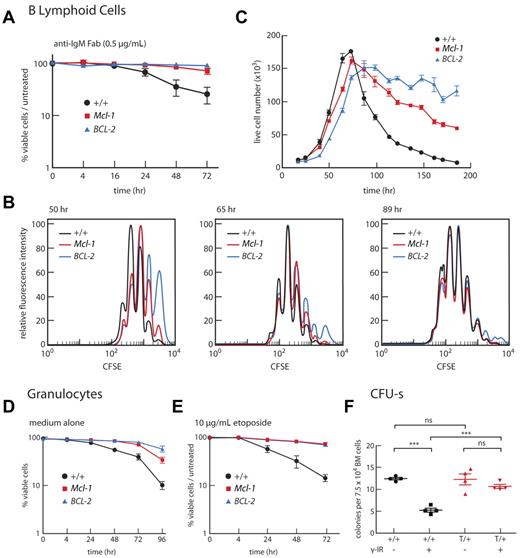 Figure 3. Impact of overexpression of Mcl-1 on B lymphoid, myeloid cells, and stem cells. (A-C) Mcl-1 enhances survival of B cells. (A) B220+ cells isolated from LNs of individual mice were incubated in vitro with anti-IgM F(ab′)2 (0.5 μg/mL), and viability was determined over 72 hours relative to cells in untreated cultures. WT mice (black, n = 3); Mcl-1(33) mice (red, n = 4 mice); BCL-2(69) mice (blue, n = 4). Data are mean ± SEM. (B-C) B220+ cells were isolated from spleens of WT, Mcl-1(33), and Bcl-2 mice, labeled with carboxyfluorescein diacetate succinimidyl ester and incubated with CpG. Fluorescence intensity (B) and viable cell number (C) were monitored over time. Data are representative of 3 independent experiments performed for a single mouse of each genotype. Supplemental figure 3 contains further analyses performed on B cells. (D-E) Mcl-1 enhances survival of granulocytes. Granulocytes (Mac1+Gr1+) sorted from BM of individual mice were cultured in vitro for 4 days in medium alone (D) or medium containing 10 μg/mL etoposide (E). WT mice (black, n = 5-7); Mcl-1(33) mice (red, n = 4-6); BCL-2(69) mice (blue, n = 3 or 4). Data are mean ± SEM. (F) Mcl-1 enhances resistance of multipotential stem cells to γ-irradiation. BM cells were subjected to 1.5 Gy γ-irradiation or mock-treated before transplantation (7.5-15 × 104 cells/mouse) into lethally irradiated recipients (2 × 5.5 Gy, 3 hours apart). Spleen colonies were counted on day 12, and results are plotted as mean spleen colony-forming cells (CFU-s) for triplicate recipient mice per 7.5 × 104 transplanted cells. Bars represent mean ± SEM. ***P < .001 (Student t test). ns indicates not significant. For each genotype, BM cells from 4 donor mice were each transplanted into 6 recipients (3 receiving unirradiated cells and 3 receiving irradiated cells). WT donor mice (+/+, black); Mcl-1(33) donor mice (T/+, red).