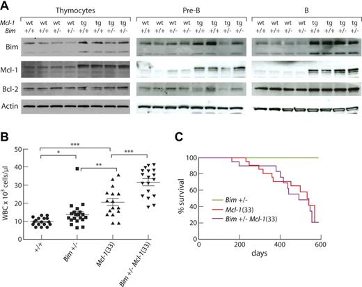 Figure 5. Bim restrains the impact of Mcl-1 overexpression on hematopoietic homeostasis. (A) Western blot analysis of Bim expression in thymocytes, pre-B cells (B220+ IgM− IgD− CD43− BM cells), and B cells (B220+ LN cells) from 6- to 8-week-old WT, Bim+/−, Mcl-1(33), and Bim+/− Mcl-1(33) mice; each lane represents an individual mouse and results are typical of 2 experiments. (B) Peripheral white blood cell counts of 4-week-old mice. Points represent individual mice. Bars represent mean ± SEM. *P < .05, **P < .01, ***P < .001 (Student t test). (C) Kaplan-Meier survival curve of tumor-related deaths in cohorts of Bim+/− mice (olive, n = 8); Mcl-1(33) mice (red, n = 23), median survival, 531 days; and Bim+/− Mcl-1(33) mice (magenta n = 20), median survival, 491 days.