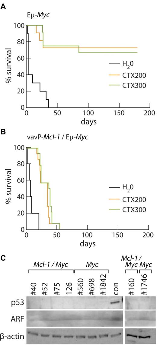 Figure 7. Mcl-1 confers resistance to cyclophosphamide therapy in vivo. (A) Kaplan-Meier survival curves of Eμ-Myc tumor-bearing mice treated with water (black, n = 10), median survival, 3 days; 200 mg/kg cyclophosphamide (orange, n = 11); or 300 mg/kg cyclophosphamide (green, n = 12). Data from 4 independent Eμ-Myc tumors (1 pre-B, #1746 and 3 B-cell tumors, #698, #560, and #1842), each of which was transplanted into a total of 7 of 10 recipients. (B) Kaplan-Meier survival curves of Mcl-1(33)/Eμ-Myc tumor-bearing mice treated with water (black, n = 10), median survival, 7 days; 200 mg/kg cyclophosphamide (orange, n = 14), median survival, 35 days; and 300 mg/kg cyclophosphamide (green, n = 14), median survival, 38 days. Data from 5 independent Mcl-1/Eμ-Myc tumors (1 pre-B cell, #160 and 4 B-cell tumors, #40, #52, #75, and #126), each of which was transplanted into a total of 8 recipients. The median survival of treated Mcl-1/Myc tumor-bearing mice was significantly less than that of treated Myc tumor-bearing mice: P = .001 at 200 mg/kg; P = .0002 at 300 mg/kg. (C) Western blot analysis showed that, unlike the control tumor (con) having a mutation affecting the p53-ARF pathway, none of the Mcl-1/Myc or Myc tumors used in treatment studies shown in panels A and B overexpresses p53 or ARF protein.