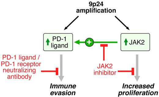Figure 7. 9p24.1 amplification targets, consequences, and associated treatment options. 9p24.1 amplification increases PD-1 ligand (PD-L1 and PD-L2) and JAK2 copy numbers, augments JAK2/STAT1 activity, induces PD-1 ligand expression, and stimulates HL proliferation.